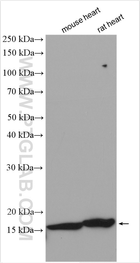 Western Blot (WB) analysis of various lysates using NDUFA6 Polyclonal antibody (15445-1-AP)