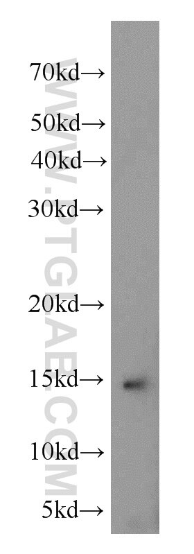 Western Blot (WB) analysis of human heart tissue using NDUFA6 Polyclonal antibody (15445-1-AP)