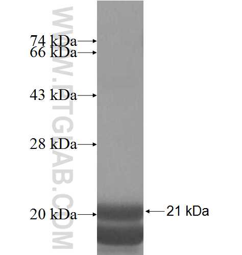 NDUFA6 fusion protein Ag7954 SDS-PAGE