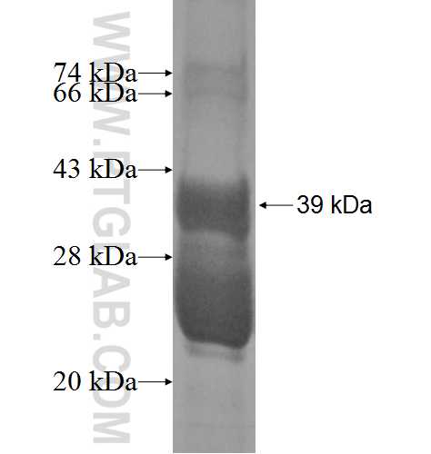 NDUFA7 fusion protein Ag7558 SDS-PAGE