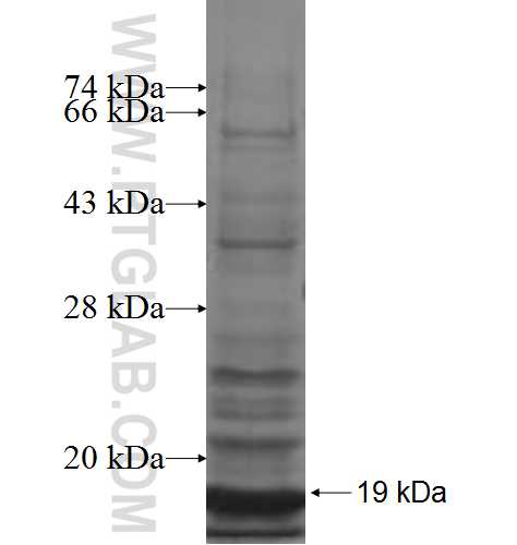 NDUFA7 fusion protein Ag7971 SDS-PAGE