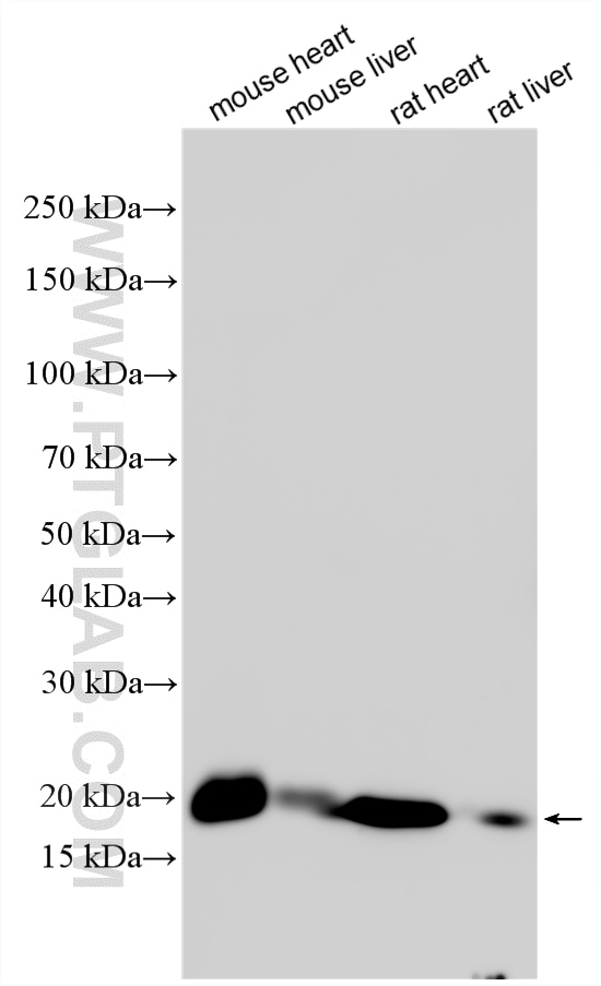 Western Blot (WB) analysis of various lysates using NDUFA8 Polyclonal antibody (15064-1-AP)
