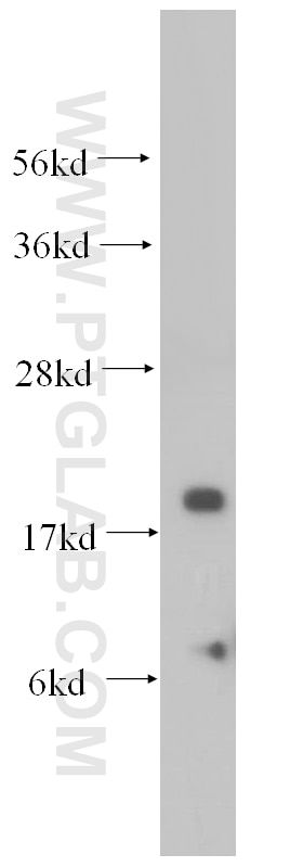 Western Blot (WB) analysis of human heart tissue using NDUFA8 Polyclonal antibody (15064-1-AP)