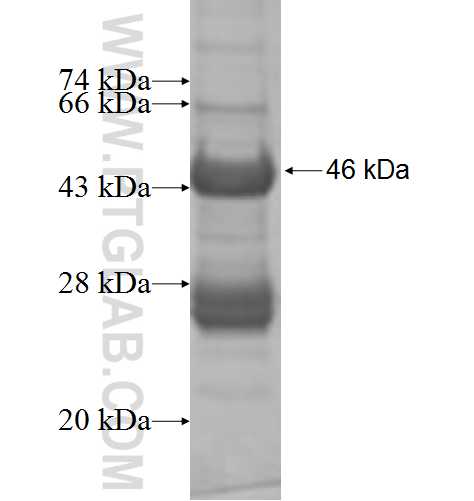 NDUFA8 fusion protein Ag7067 SDS-PAGE