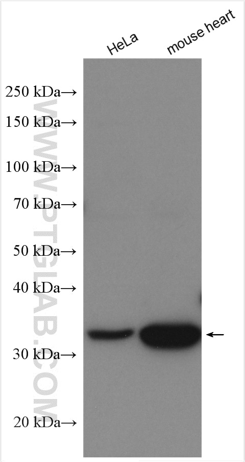 Western Blot (WB) analysis of various lysates using NDUFA9 Polyclonal antibody (20312-1-AP)