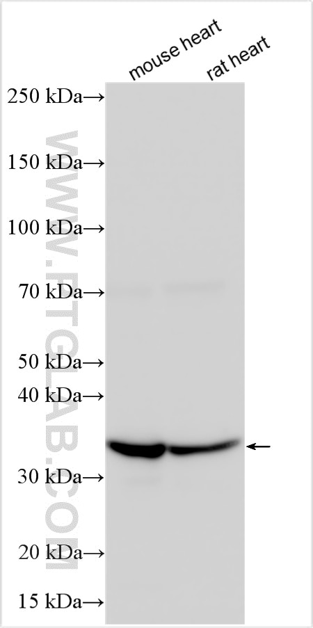 Western Blot (WB) analysis of various lysates using NDUFA9 Polyclonal antibody (20312-1-AP)