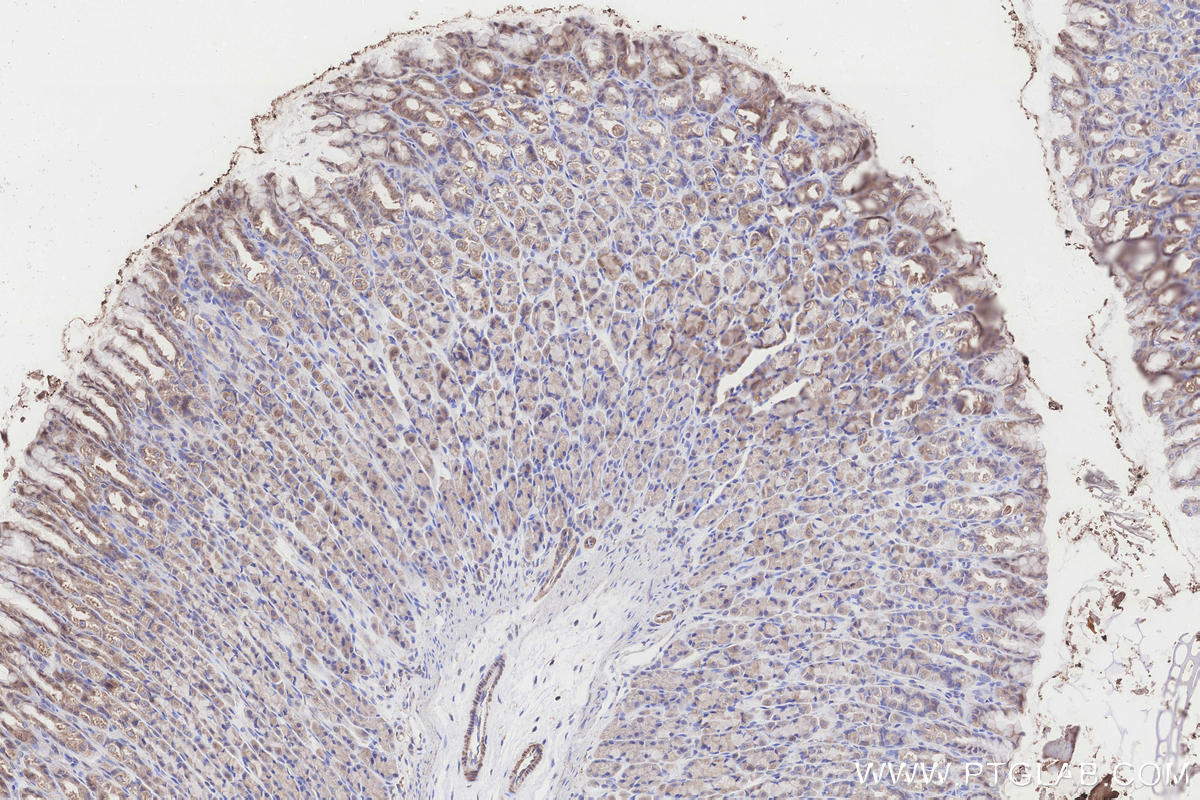 Immunohistochemical analysis of paraffin-embedded rat stomach tissue slide using 29621-1-AP (NDUFA9 antibody) at dilution of 1:500 (under 10x lens). Heat mediated antigen retrieval with Tris-EDTA buffer (pH 9.0). Immunohistochemistry (IHC) staining of rat stomach tissue using NDUFA9 Polyclonal antibody (29621-1-AP)