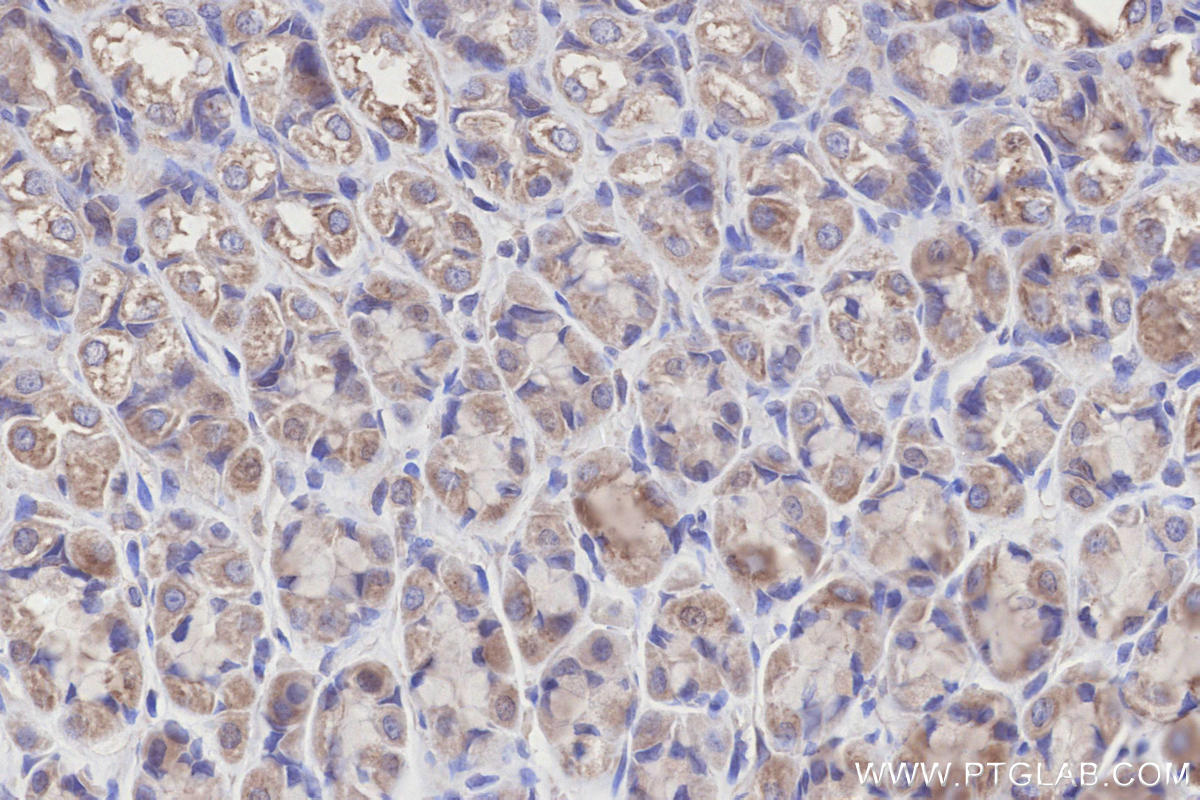 Immunohistochemical analysis of paraffin-embedded rat stomach tissue slide using 29621-1-AP (NDUFA9 antibody) at dilution of 1:500 (under 40x lens). Heat mediated antigen retrieval with Tris-EDTA buffer (pH 9.0). Immunohistochemistry (IHC) staining of rat stomach tissue using NDUFA9 Polyclonal antibody (29621-1-AP)