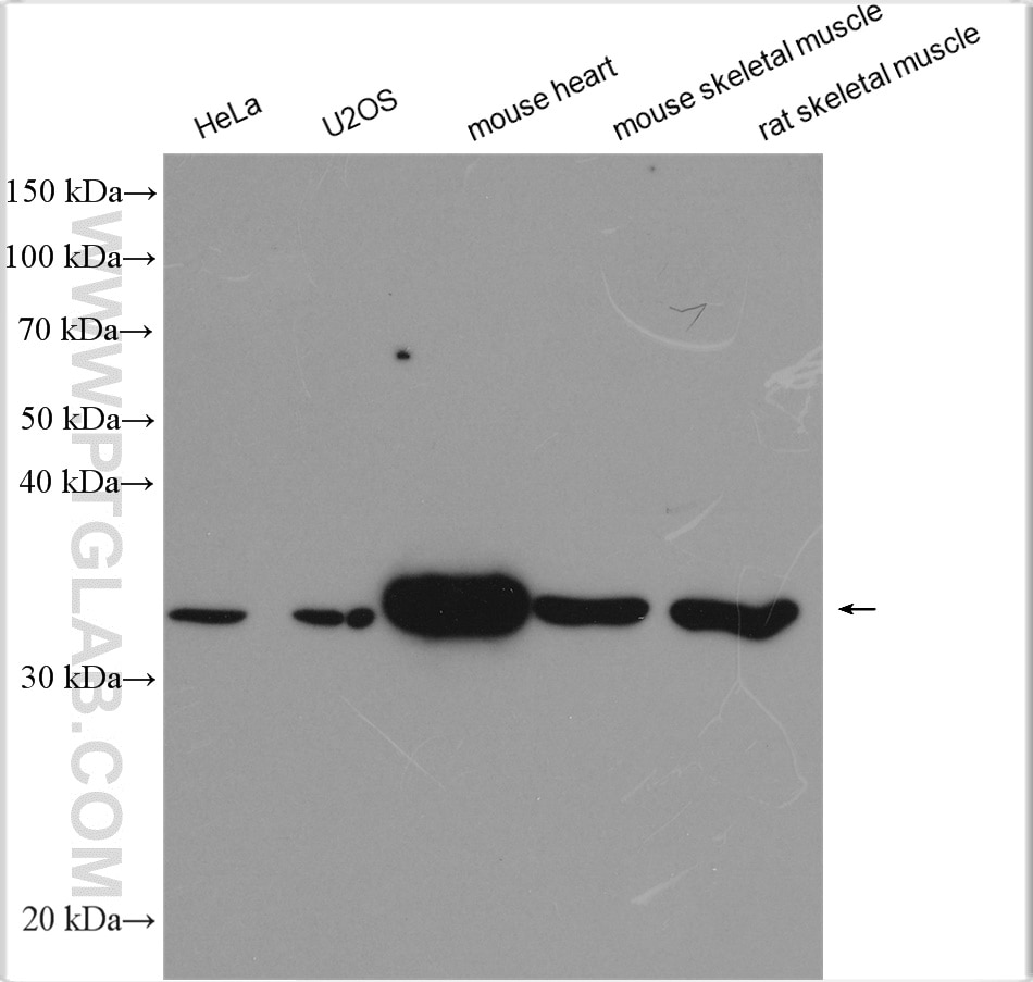 Western Blot (WB) analysis of various lysates using NDUFA9 Polyclonal antibody (29621-1-AP)