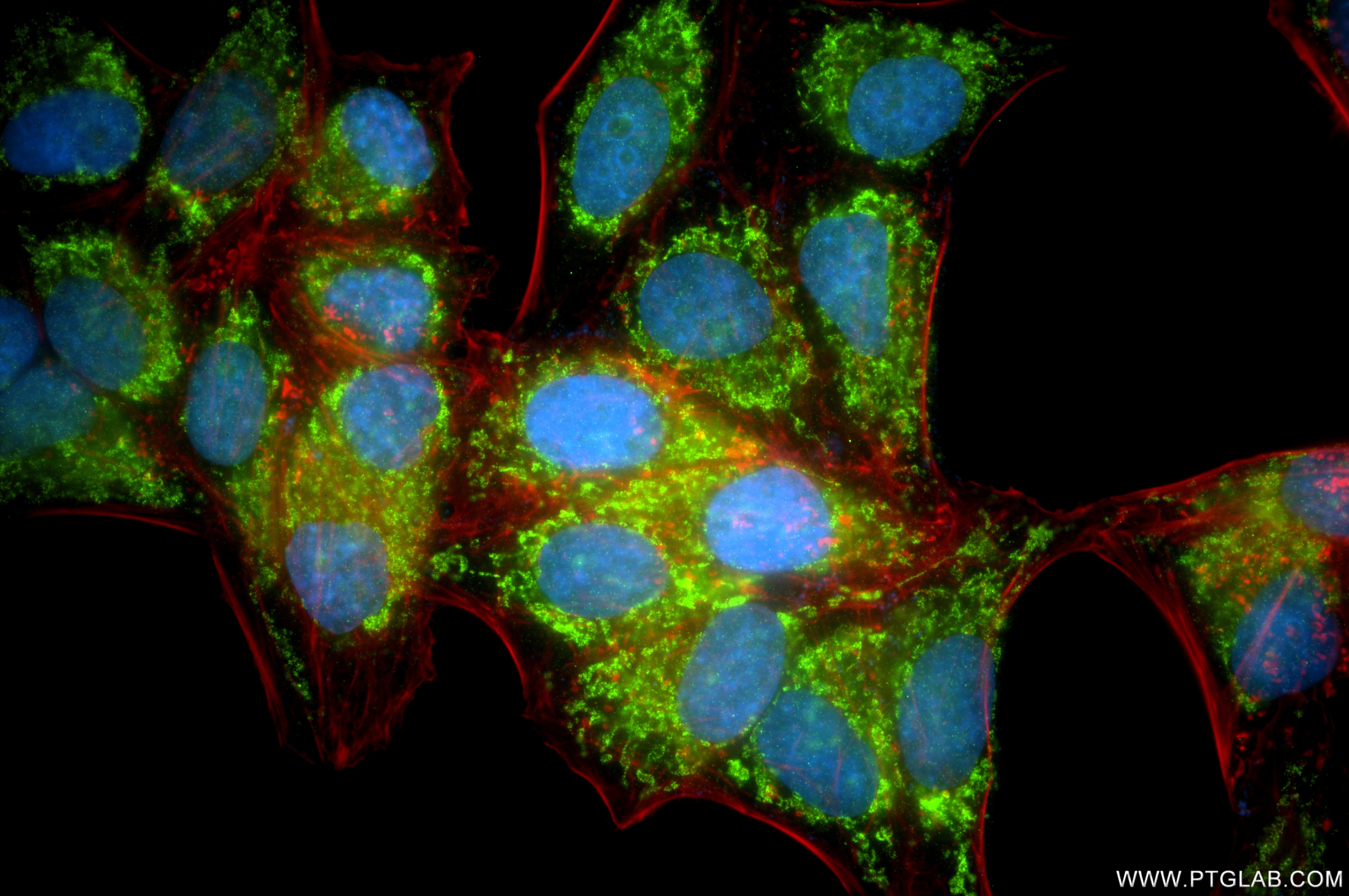 IF Staining of HeLa using 87143-2-RR Immunofluorescence (IF) / fluorescent staining of HeLa cells using NDUFA9 Recombinant monoclonal antibody (87143-2-RR)