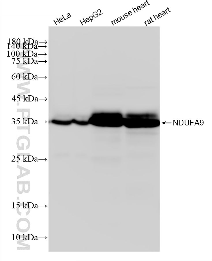 WB analysis using 87143-2-RR Western Blot (WB) analysis of various lysates using NDUFA9 Recombinant monoclonal antibody (87143-2-RR)
