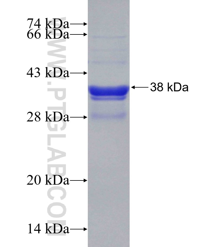 NDUFA9 fusion protein Ag31222 SDS-PAGE