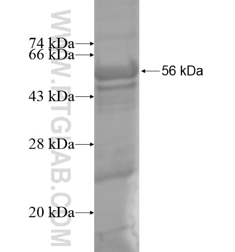 NDUFA9 fusion protein Ag14150 SDS-PAGE