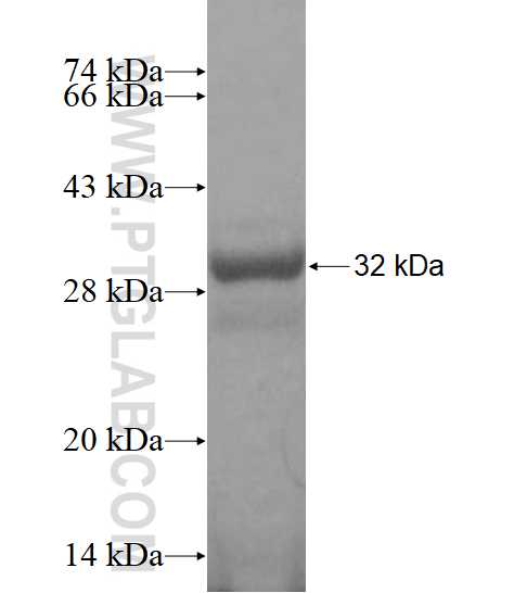 NDUFA9 fusion protein Ag16832 SDS-PAGE