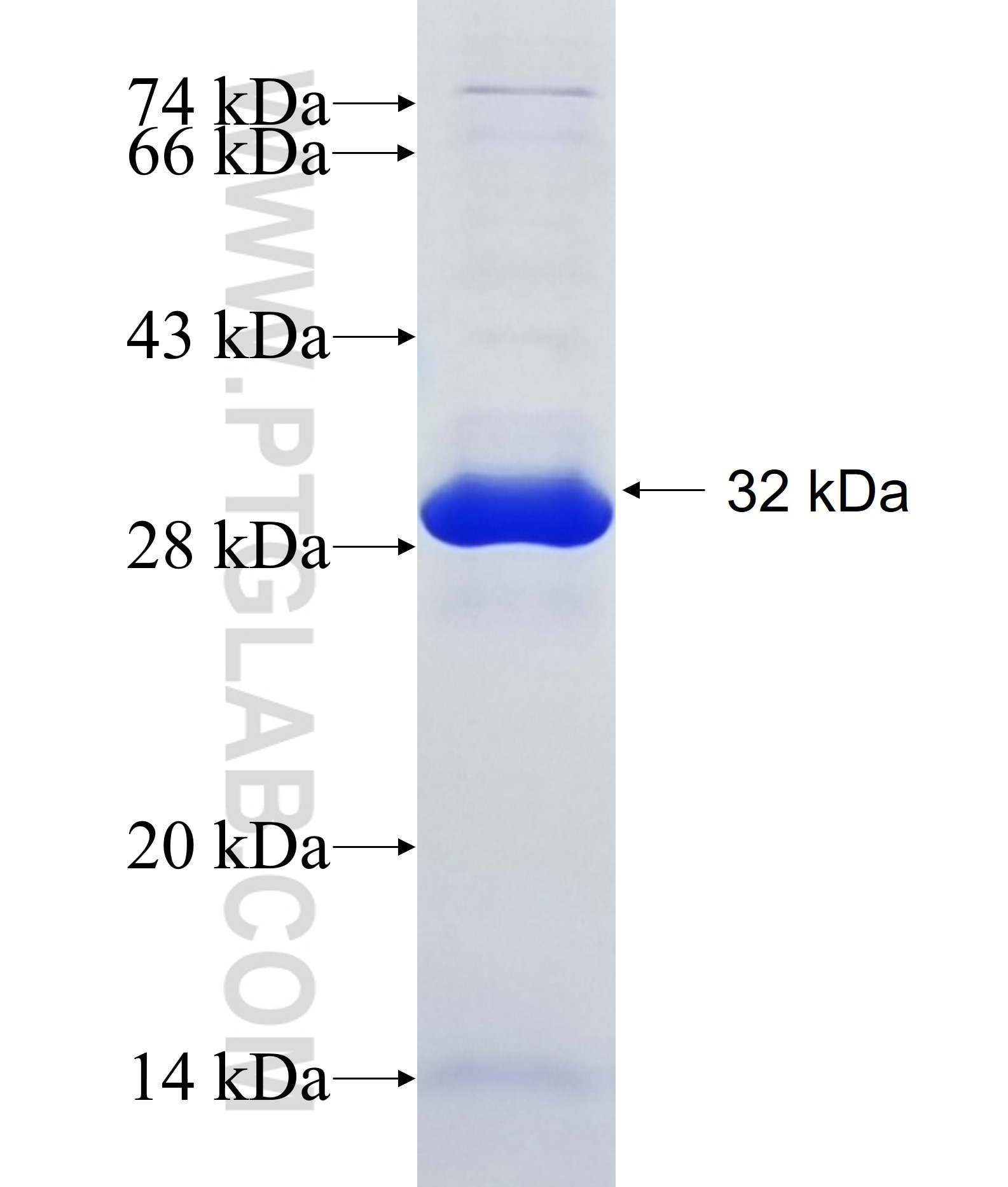 NDUFA9 fusion protein Ag16832 SDS-PAGE