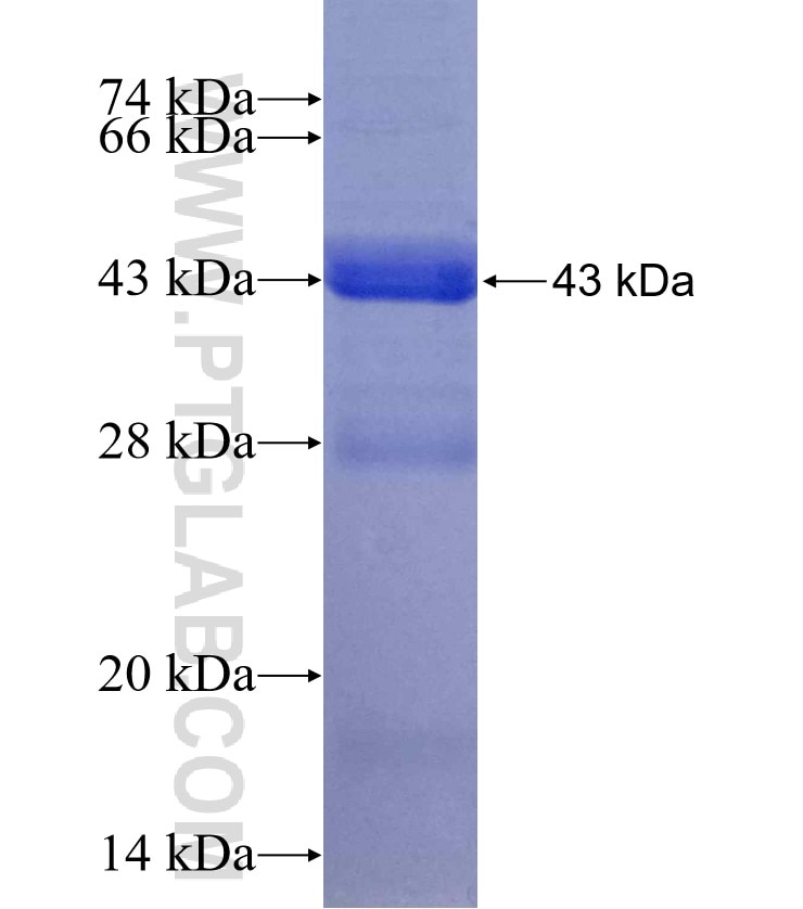 NDUFAB1 fusion protein Ag13474 SDS-PAGE