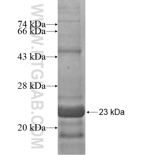 NDUFAB1 fusion protein Ag13494 SDS-PAGE