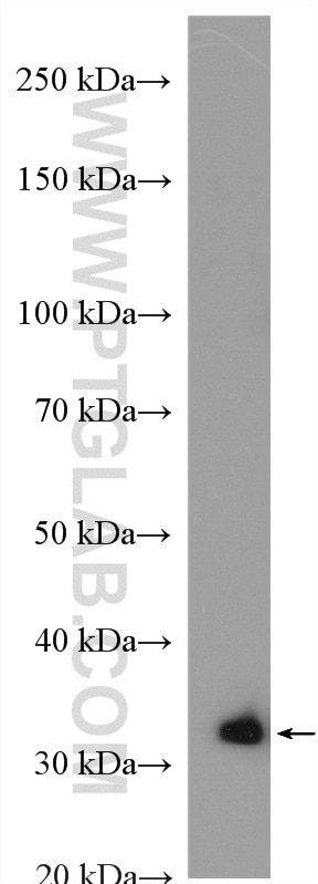 WB analysis of HEK-293 using 15181-1-AP