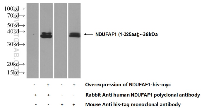 WB analysis of Transfected HEK-293 using 15181-1-AP