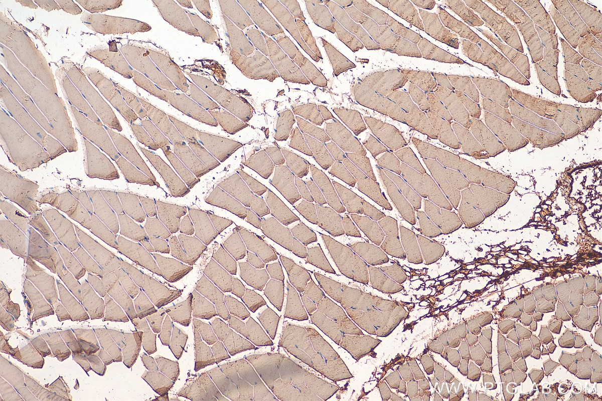 Immunohistochemistry (IHC) staining of mouse skeletal muscle tissue using NDUFAF2 Polyclonal antibody (13891-1-AP)