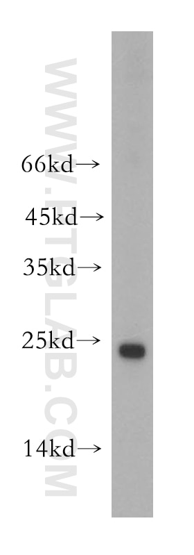 Western Blot (WB) analysis of HepG2 cells using NDUFAF2 Polyclonal antibody (13891-1-AP)