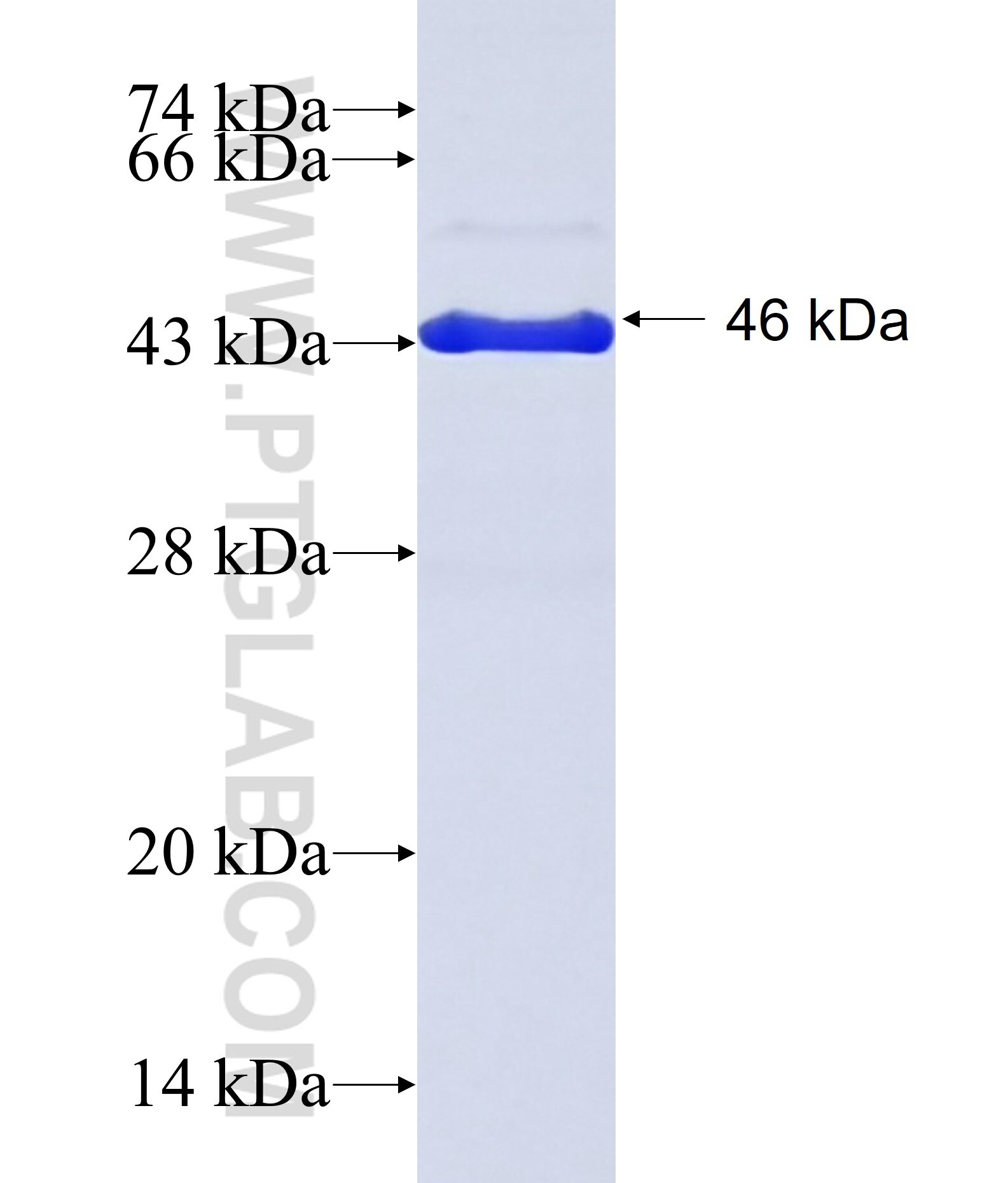 NDUFAF3 fusion protein Ag22514 SDS-PAGE