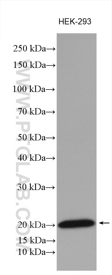 Western Blot (WB) analysis of various lysates using NDUFAF4 Polyclonal antibody (26003-1-AP)