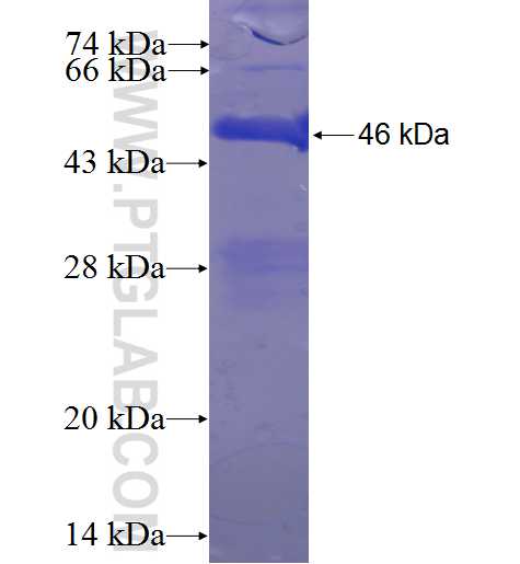 NDUFAF4 fusion protein Ag23365 SDS-PAGE