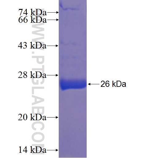 NDUFAF4 fusion protein Ag23407 SDS-PAGE
