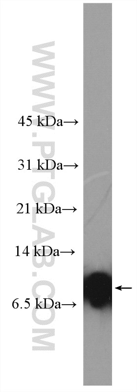 Western Blot (WB) analysis of mouse heart tissue using NDUFB1 Polyclonal antibody (16902-1-AP)