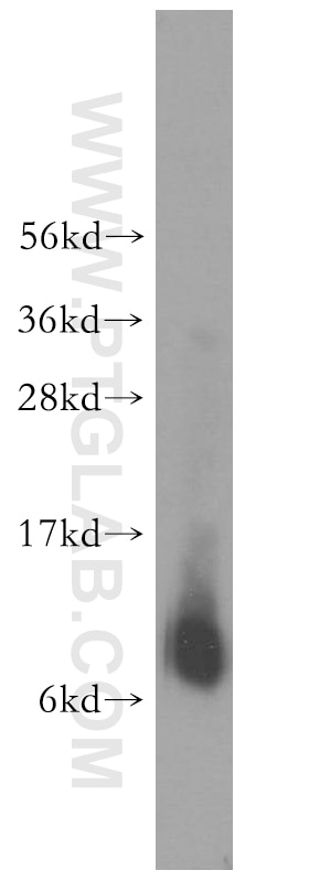 Western Blot (WB) analysis of A375 cells using NDUFB1 Polyclonal antibody (16902-1-AP)