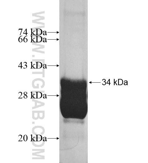 NDUFB1 fusion protein Ag10443 SDS-PAGE