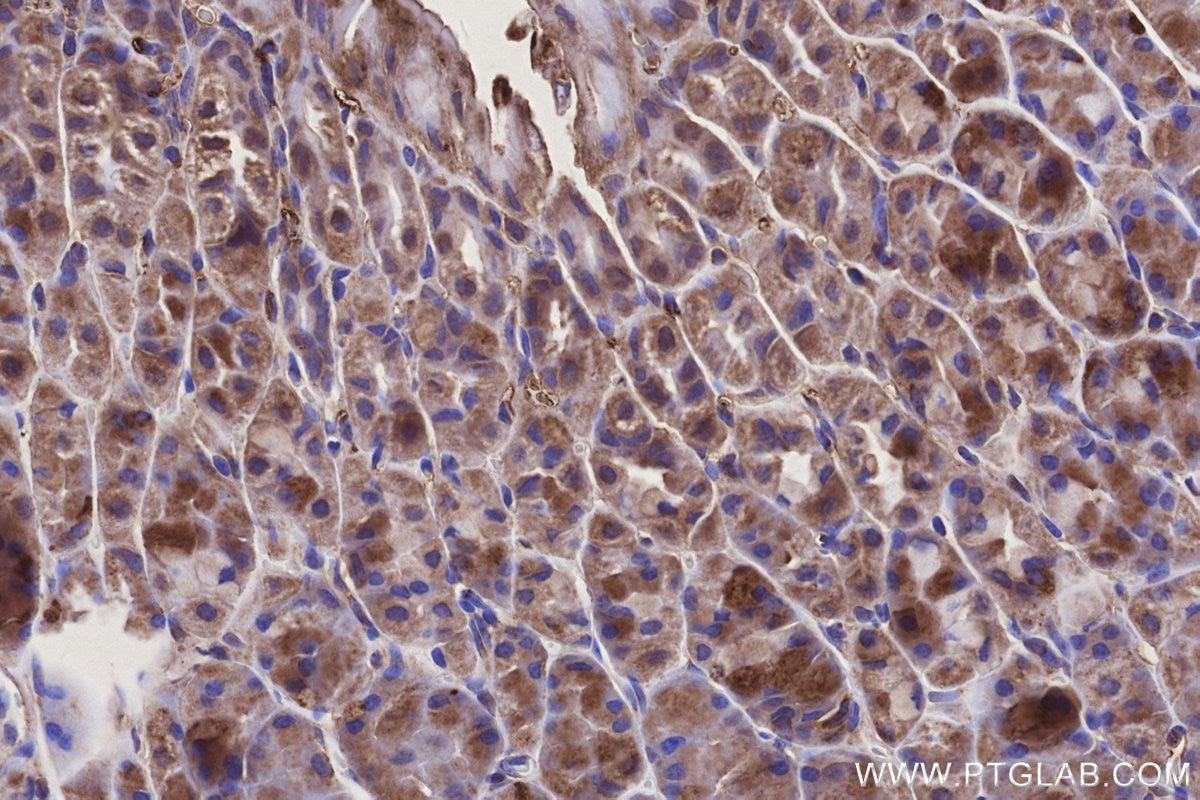 Immunohistochemistry (IHC) staining of mouse stomach tissue using NDUFB10 Polyclonal antibody (15589-1-AP)