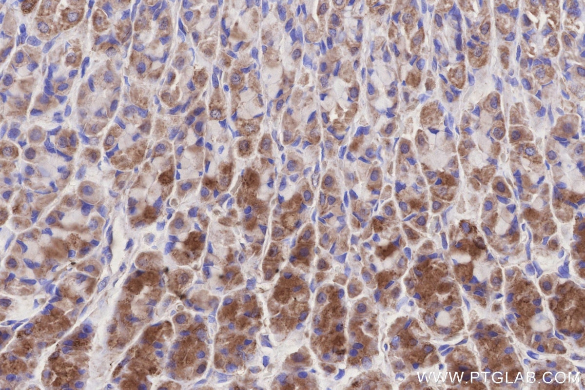 Immunohistochemistry (IHC) staining of rat stomach tissue using NDUFB10 Polyclonal antibody (15589-1-AP)