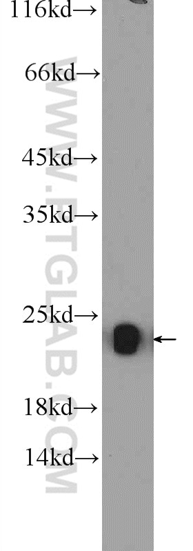 Western Blot (WB) analysis of mouse liver tissue using NDUFB10 Polyclonal antibody (15589-1-AP)