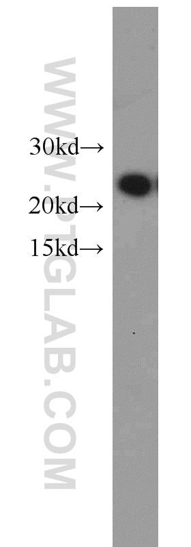 Western Blot (WB) analysis of HepG2 cells using NDUFB10 Polyclonal antibody (15589-1-AP)