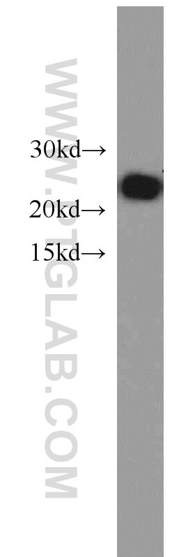 Western Blot (WB) analysis of HepG2 cells using NDUFB10 Polyclonal antibody (15589-1-AP)