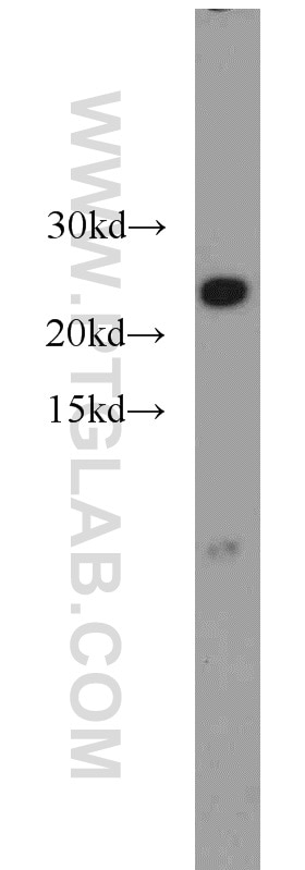 Western Blot (WB) analysis of mouse liver tissue using NDUFB10 Polyclonal antibody (15589-1-AP)
