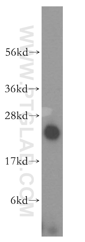 Western Blot (WB) analysis of HepG2 cells using NDUFB10 Polyclonal antibody (15589-1-AP)