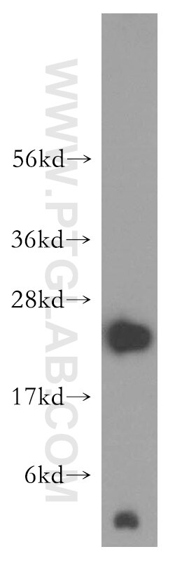 Western Blot (WB) analysis of mouse liver tissue using NDUFB10 Polyclonal antibody (15589-1-AP)