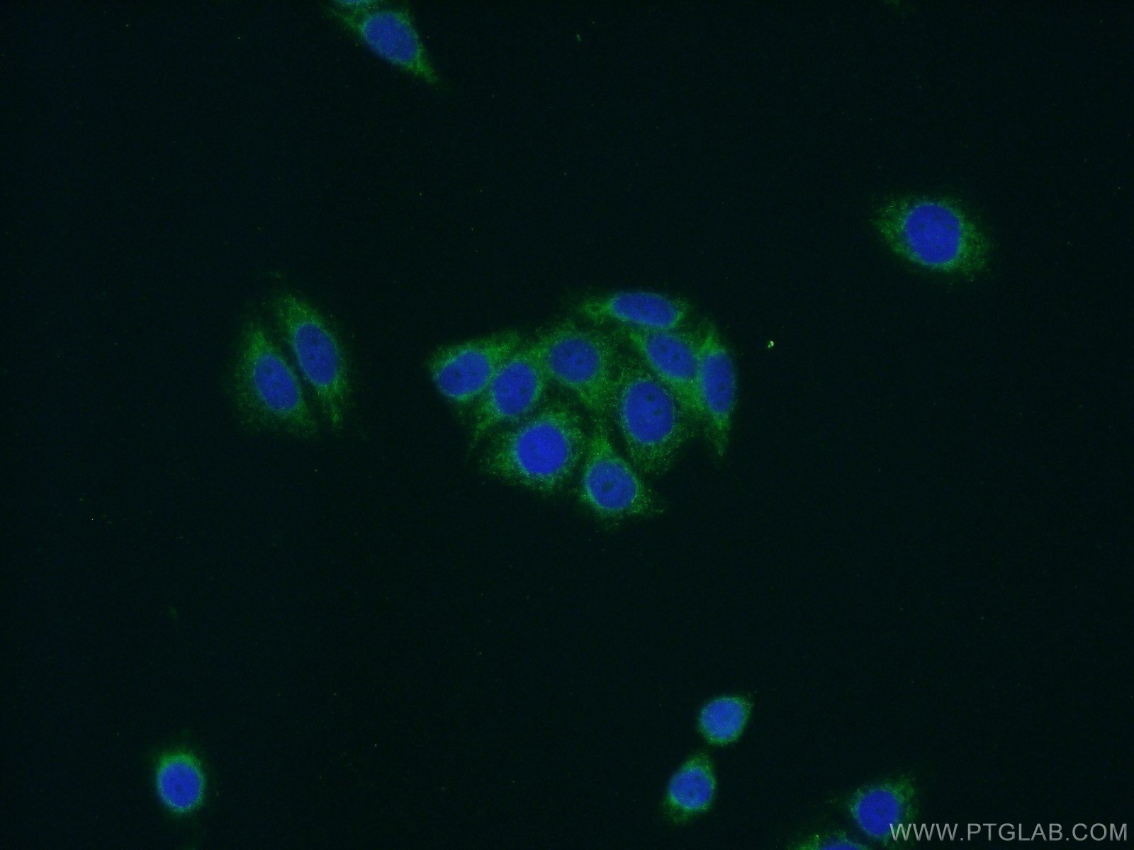 Immunofluorescence (IF) / fluorescent staining of HepG2 cells using NDUFB11 Polyclonal antibody (16720-1-AP)