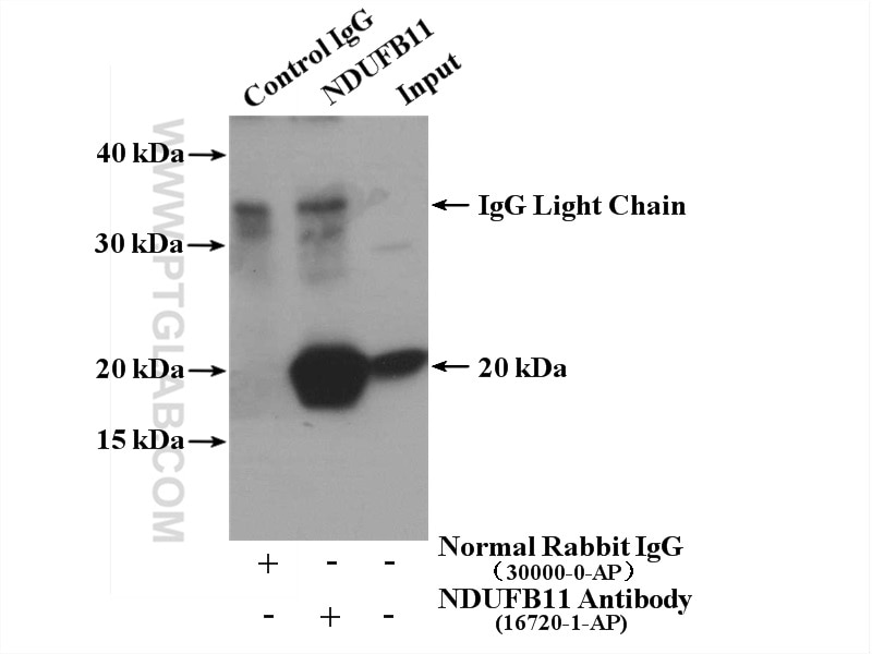 Immunoprecipitation (IP) experiment of mouse skeletal muscle tissue using NDUFB11 Polyclonal antibody (16720-1-AP)