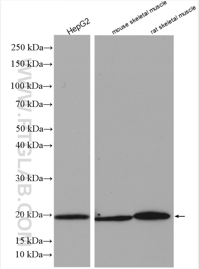 Western Blot (WB) analysis of HepG2 cells using NDUFB11 Polyclonal antibody (16720-1-AP)
