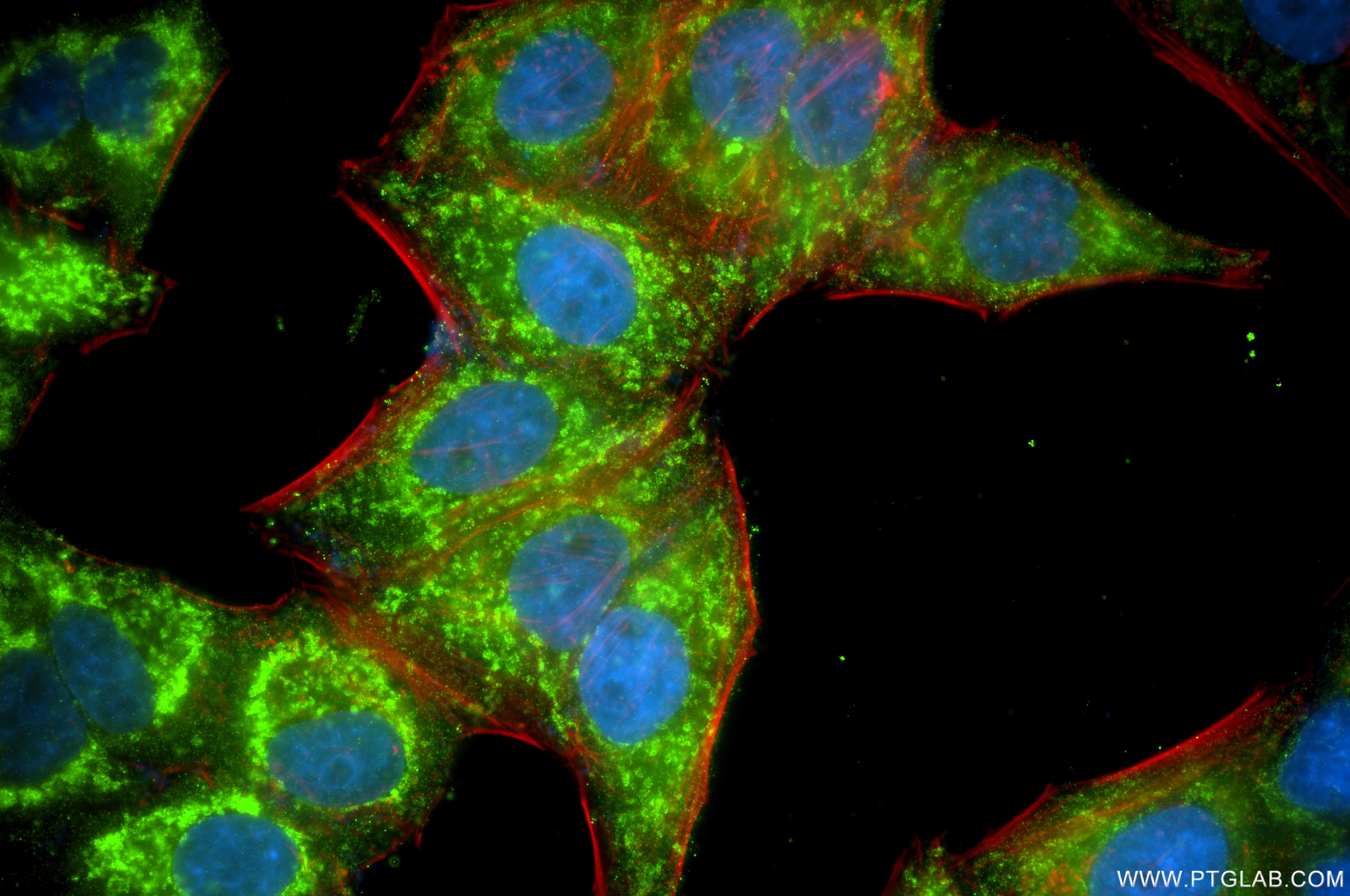 Immunofluorescent analysis of (4% PFA) fixed HepG2 cells using NDUFB11 antibody (87048-2-RR, Clone: 252035C9 ) at dilution of 1:800 and Multi-rAb CoraLite ® Plus 488-Goat Anti-Rabbit Recombinant Secondary Antibody (H+L) (RGAR002), CL594-Phalloidin (red). This data was developed using the same antibody clone with 87048-2-PBS in a different storage buffer formulation. Immunofluorescence (IF) / fluorescent staining of HepG2 cells using NDUFB11 Recombinant monoclonal antibody (87048-2-RR)