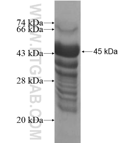 NDUFB11 fusion protein Ag10159 SDS-PAGE