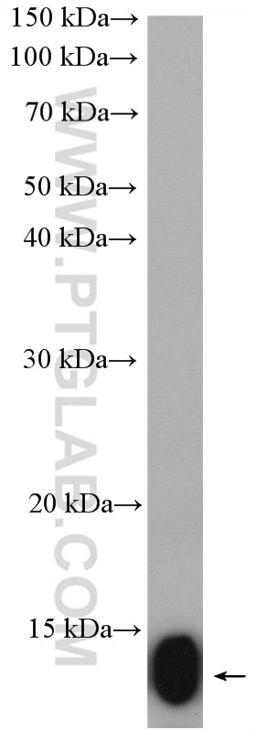Western Blot (WB) analysis of mouse heart tissue using NDUFB2 Polyclonal antibody (17614-1-AP)