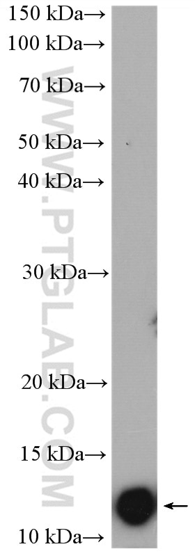 Western Blot (WB) analysis of rat heart tissue using NDUFB2 Polyclonal antibody (17614-1-AP)