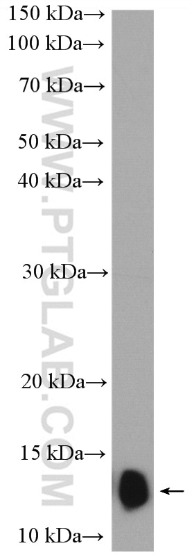 Western Blot (WB) analysis of mouse spleen tissue using NDUFB2 Polyclonal antibody (17614-1-AP)