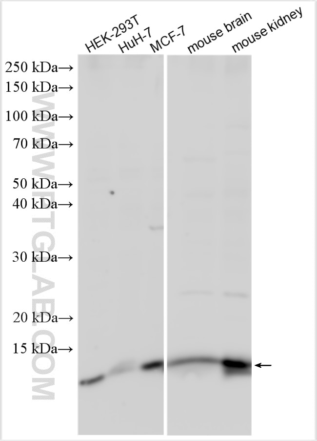 Western Blot (WB) analysis of various lysates using NDUFB2 Polyclonal antibody (17614-1-AP)