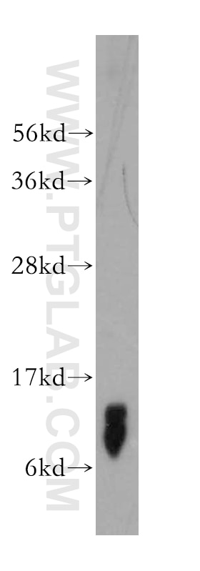 Western Blot (WB) analysis of human heart tissue using NDUFB2 Polyclonal antibody (17614-1-AP)